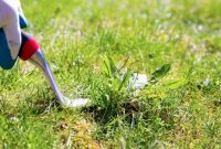 7 Reasons You Need to Get Rid of Those Weeds in Your Lawn