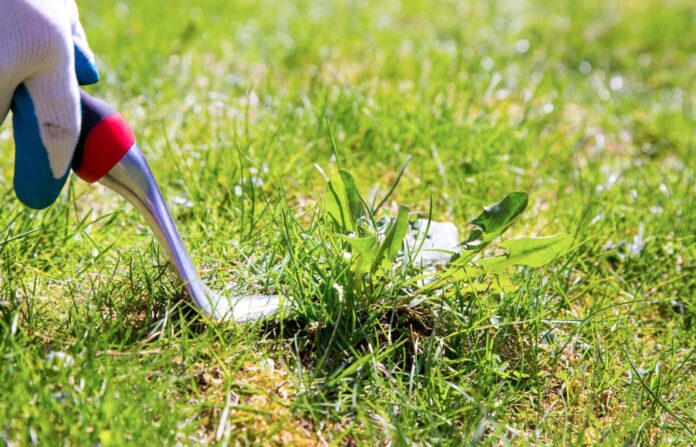 7 Reasons You Need to Get Rid of Those Weeds in Your Lawn