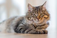 Cats and Cancer: Exploring the Symptoms and the Healing Potential of Cannabidiol for Feline Patients