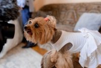 Dress to Impress: Dos and Don’ts of Pet Apparel