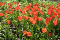 The History And Significance Of Tulip Bulbs In Dutch Culture