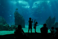 How to Plan the Perfect Visit to Lisbon Aquarium