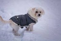 Choosing the Right Winter Apparel for Your Dog