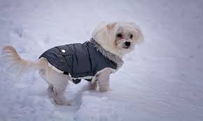 Choosing the Right Winter Apparel for Your Dog