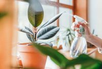 Indoor Plant Ideas to Liven Up Your Home