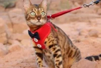 Ensure A Secure And Enjoyable Walking Experience For Your Cat