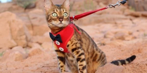 Ensure A Secure And Enjoyable Walking Experience For Your Cat