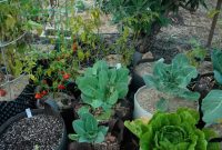 The Benefits of Grow Bag Gardening A Sustainable Solution