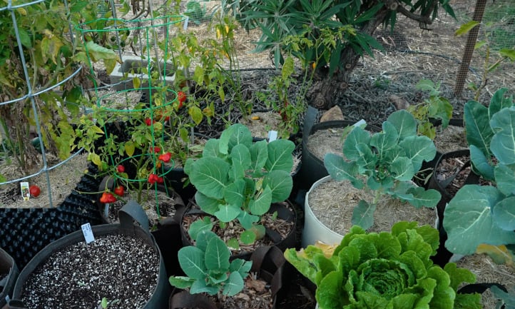 The Benefits of Grow Bag Gardening A Sustainable Solution