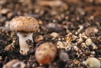 Unlocking the Mysteries: Magic Mushroom Growing Kit