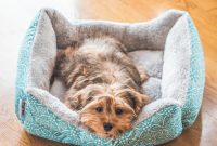 What is the Best Material for a Dog Bed?