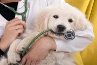 How to Prepare Your Dog for a Clean Bill of Health at the Vet