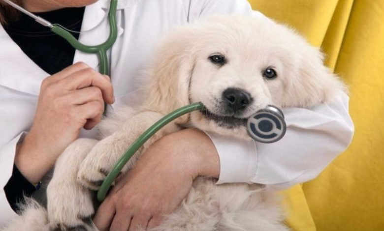 How to Prepare Your Dog for a Clean Bill of Health at the Vet