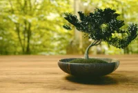 Cultural Significance of Bonsai Trees in Societies