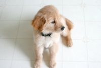 Why Adopting a Puppy From a Reputable Breeder is Important