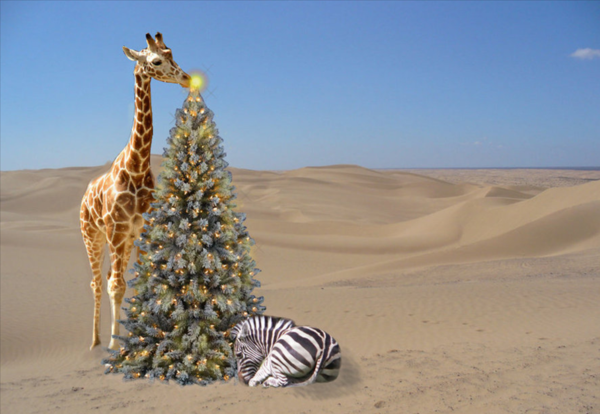 Wild Christmas Wonders: South African Safaris for the Festive Soul