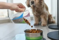 How to Calculate Your Dog’s Daily Dry Food Portions for Optimal Nutrition