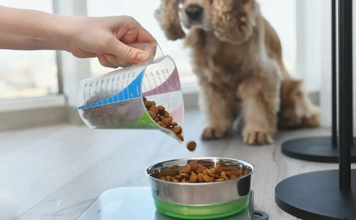 How to Calculate Your Dog’s Daily Dry Food Portions for Optimal Nutrition