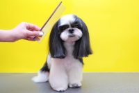 How to customize your dog’s style?