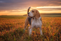 K&B Beagles Heartfelt Art of Family Farmstead Beagle Breeder