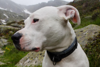 What Do You Know About Dogo Argentino Bite Force?