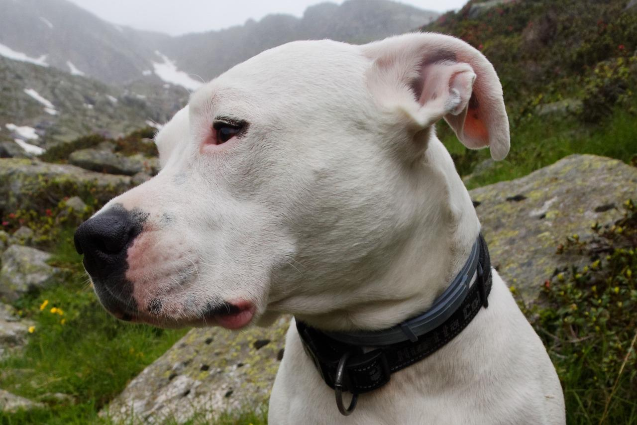 What Do You Know About Dogo Argentino Bite Force?