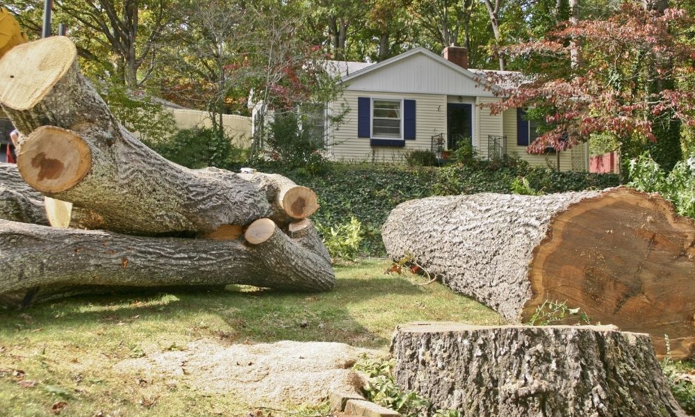 Tree Removal: What are The Possible Reasons?