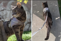 Safety First: How To Choose The Perfect Cat Harness For Secure & Stylish Walks Every Time