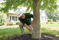 Expert Arborists San Antonio TX: A Guide for Quality Tree Care