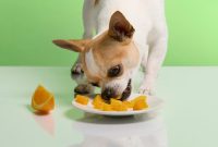 Can Dogs Eat Orange Chicken?