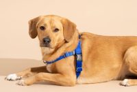 Harness & Leash Revolution: Training Tips And Top Picks For Effective Dog Harness And Leash Set