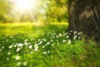 Exploring Conservatories: A Place of Nature and Learning