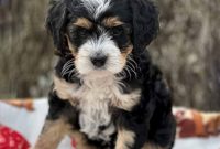 The Joy Of Welcoming Bernedoodle Puppies