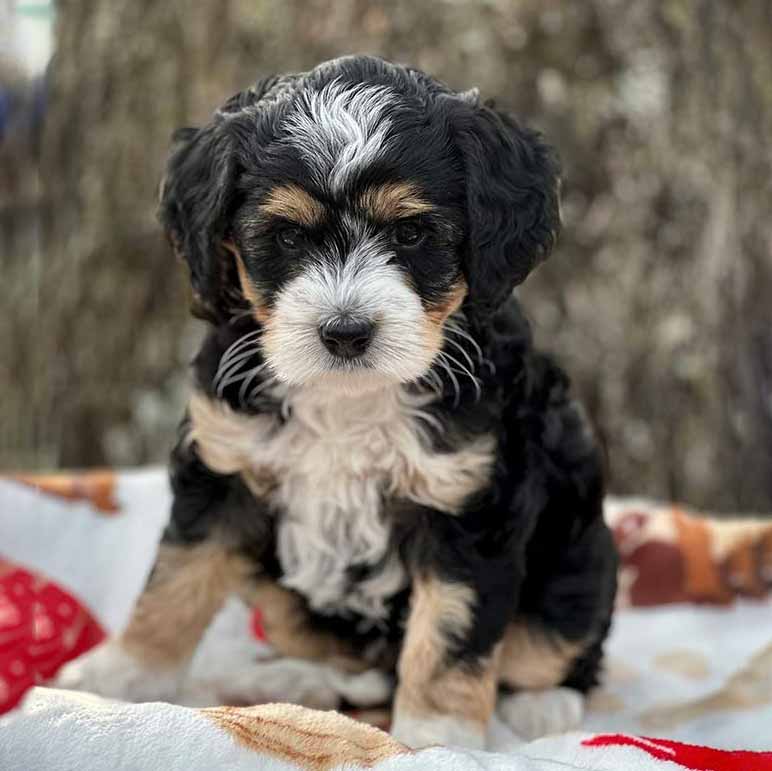 The Joy Of Welcoming Bernedoodle Puppies