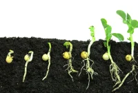 The Science of Seed Germination: Unraveling the Physiological and Environmental Factors Influencing Seedling Development