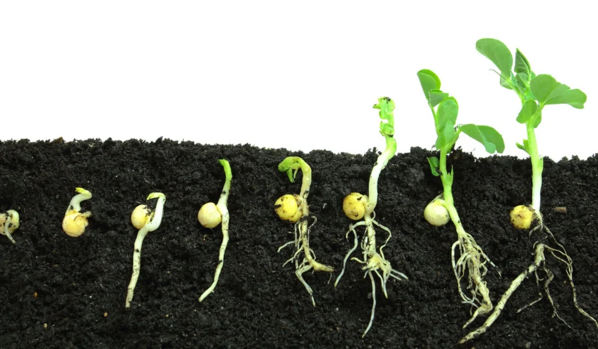 The Science of Seed Germination: Unraveling the Physiological and Environmental Factors Influencing Seedling Development