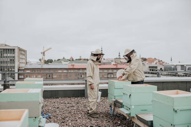 The Rise of Urban Beekeeping: Sustainable Honey Production in the Heart of the City