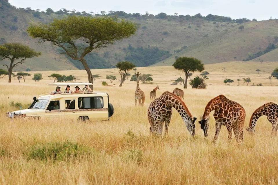 Exploring the Wonders of Kenya Safaris